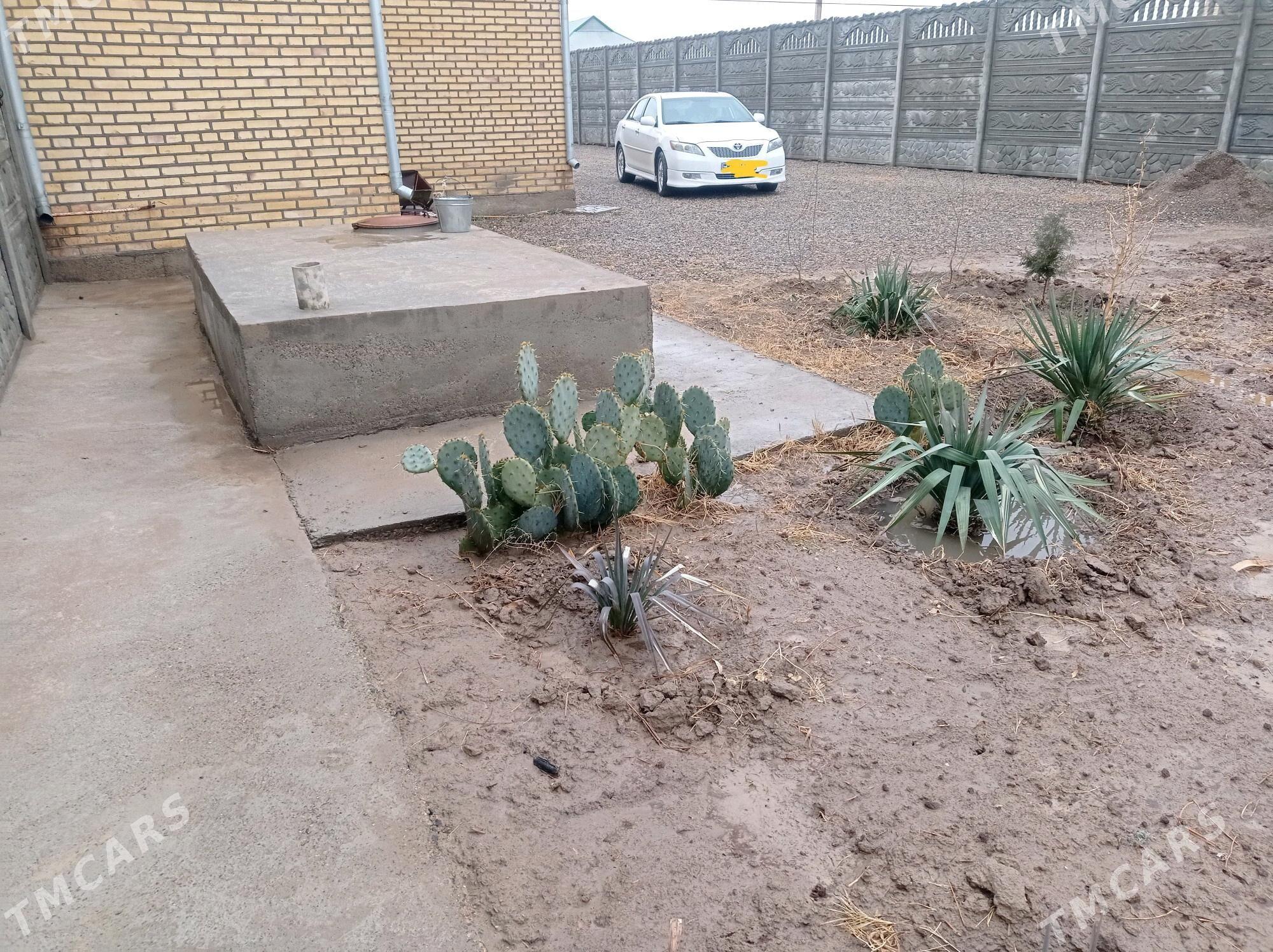 Howly - Мары - img 5