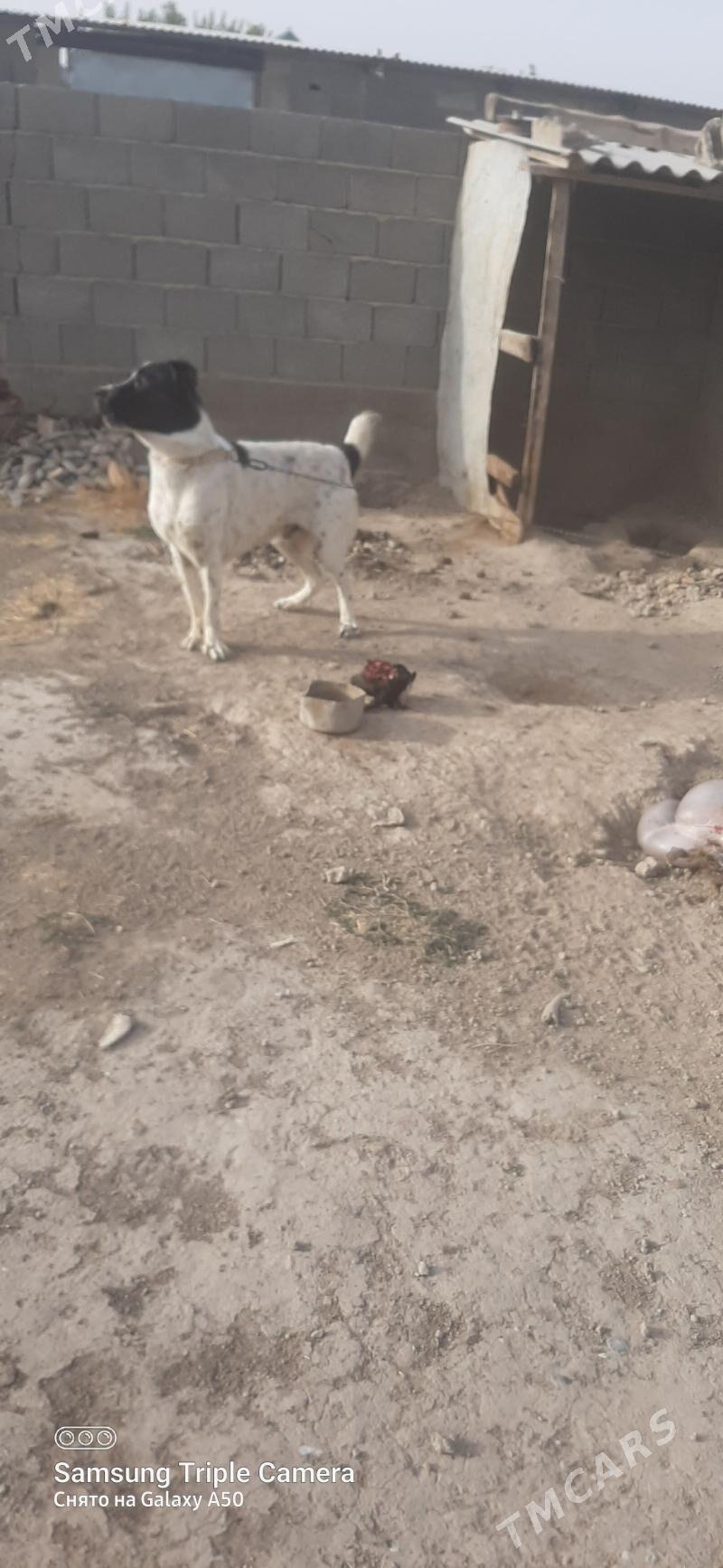 alabay - Кака - img 2