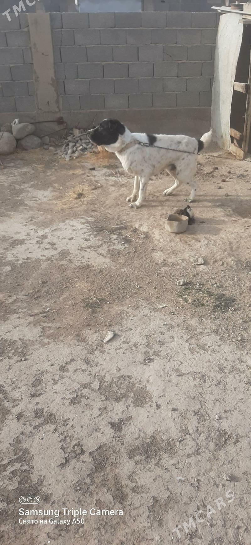 alabay - Кака - img 3