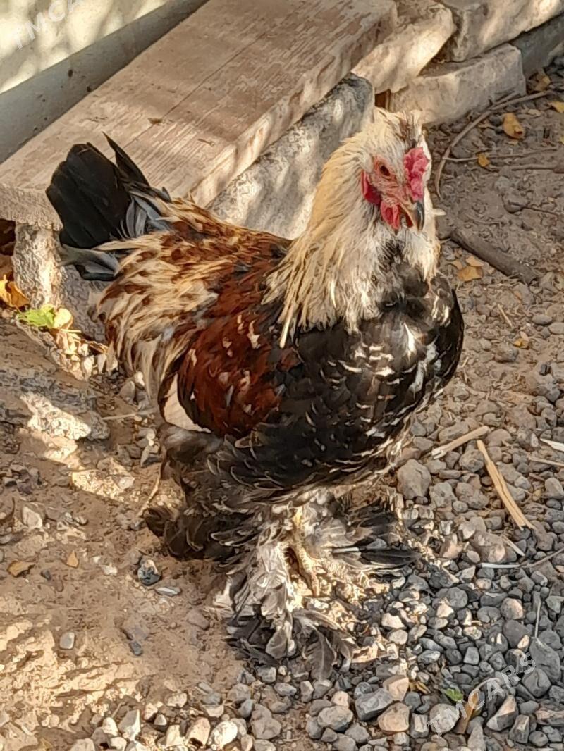 brama - Çoganly - img 2