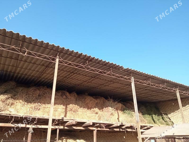 mallar üçün ot - Туркменабат - img 3