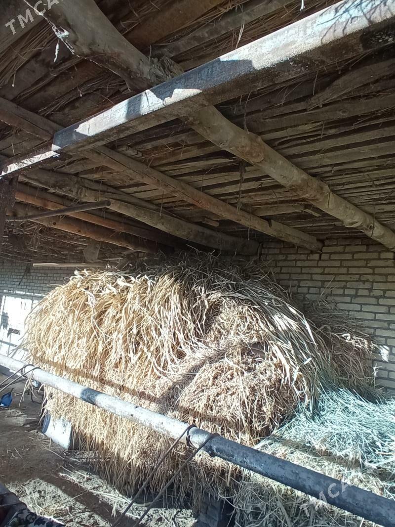 mallar üçün ot - Туркменабат - img 2