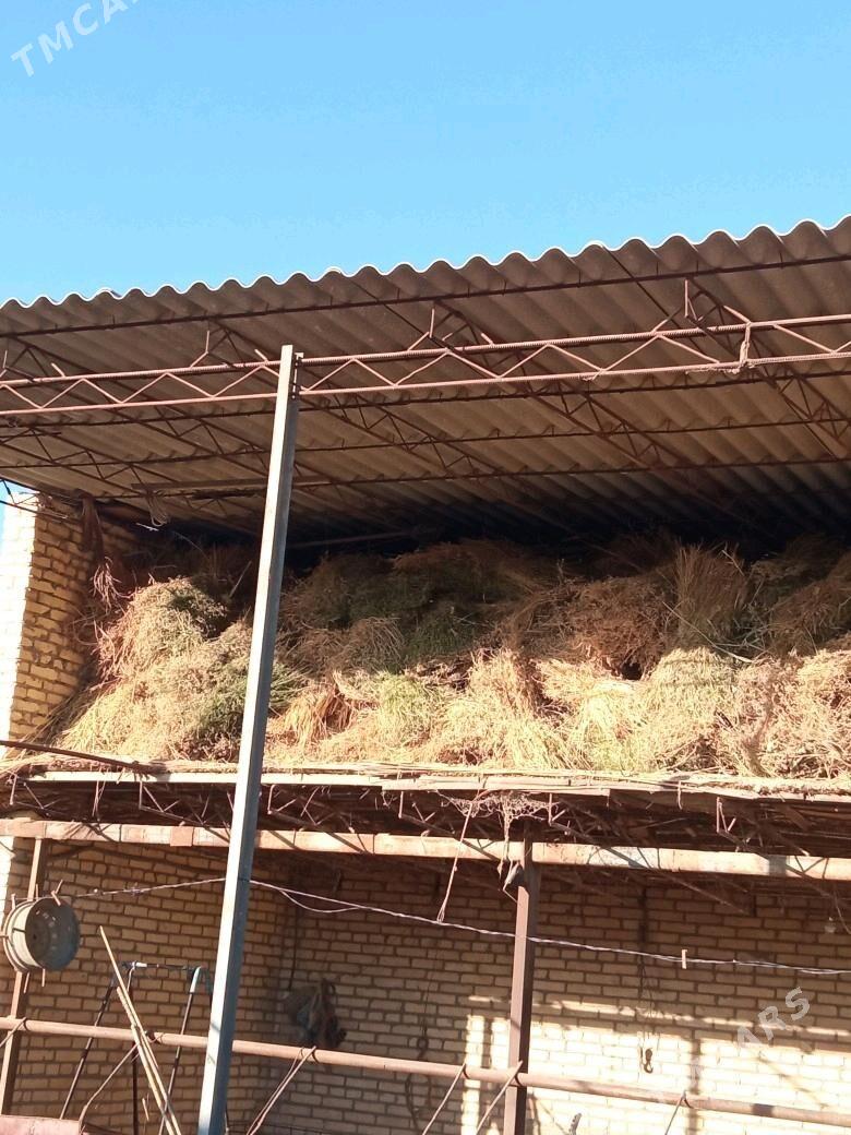 mallar üçün ot - Туркменабат - img 4