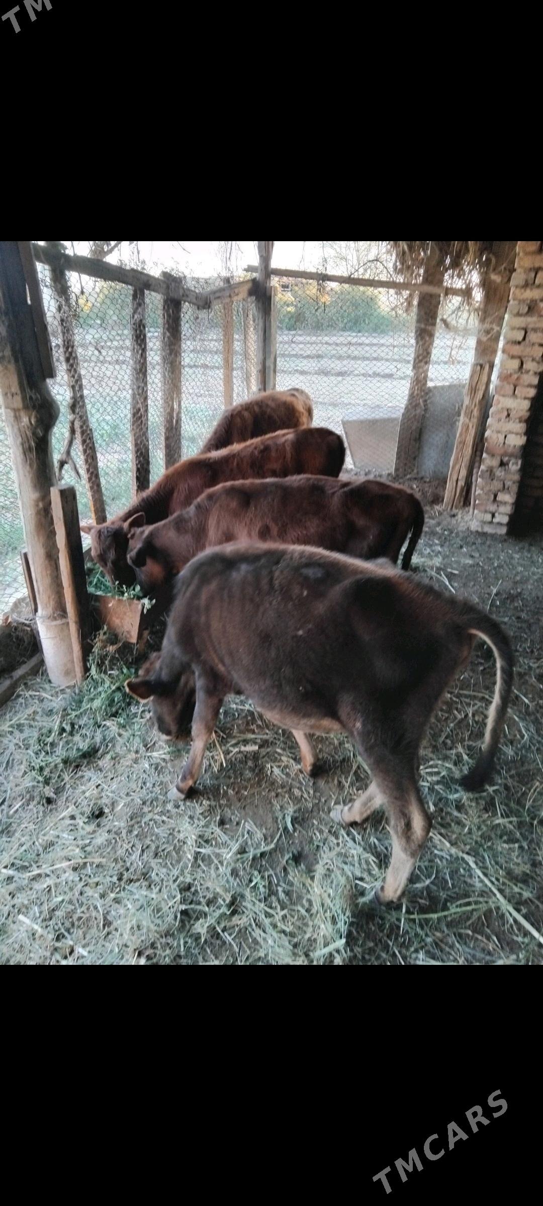 Gulajyn - Wekilbazar - img 3