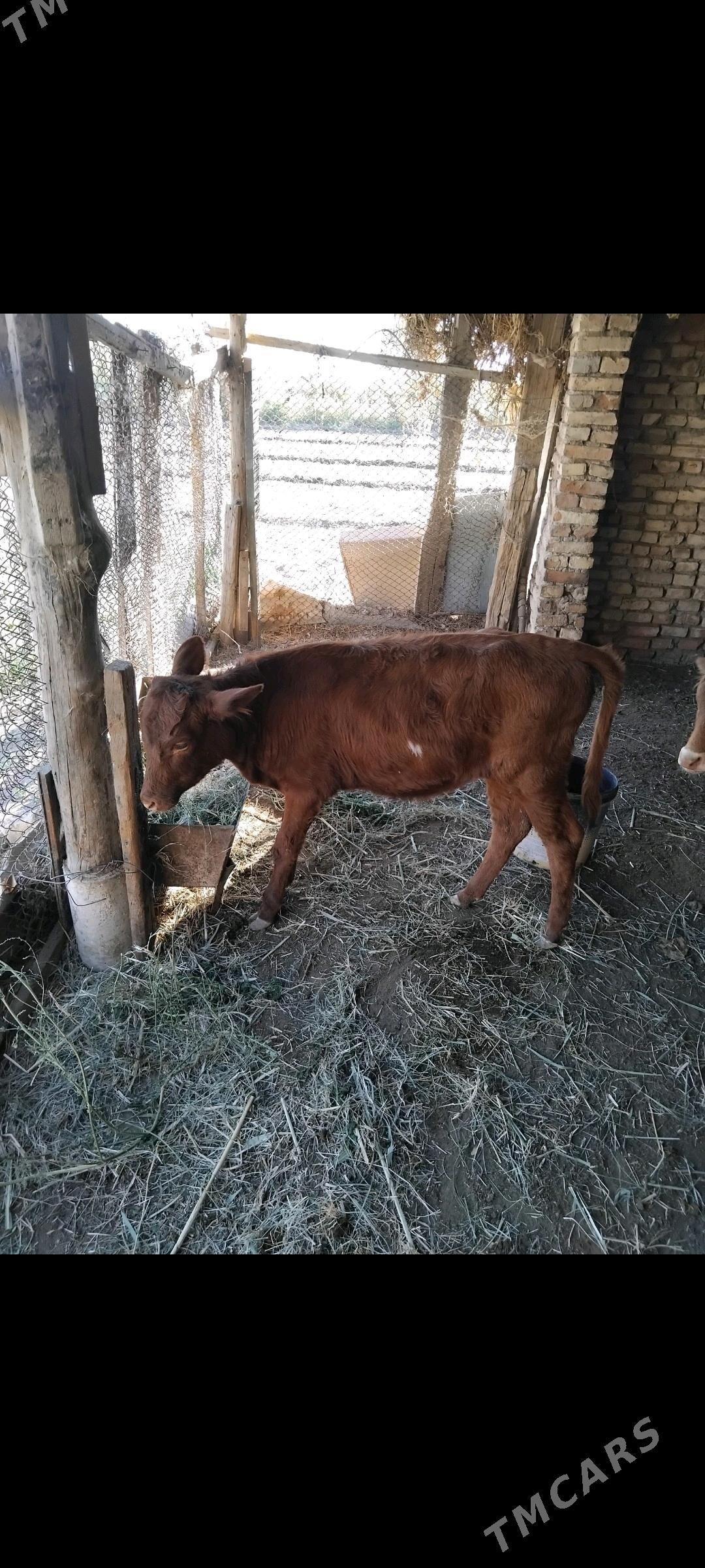 Gulajyn - Wekilbazar - img 2