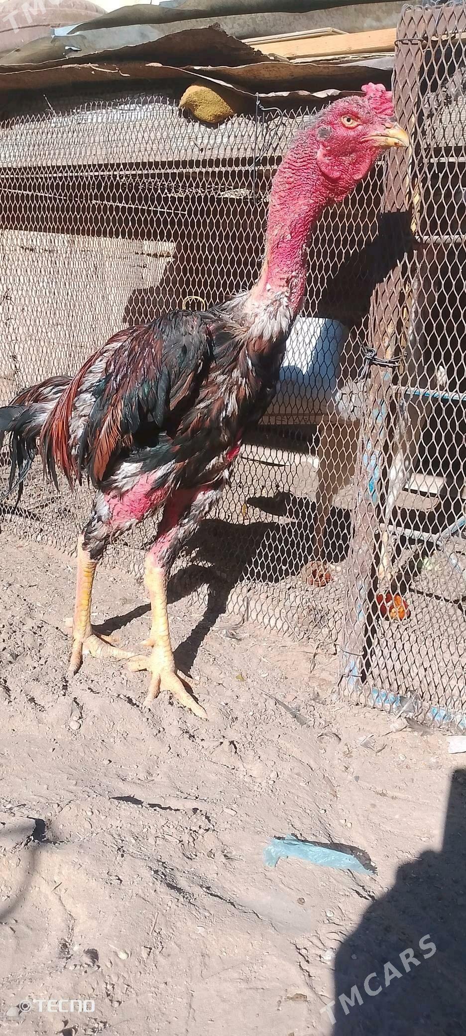 baysow horaz - Türkmenabat - img 2