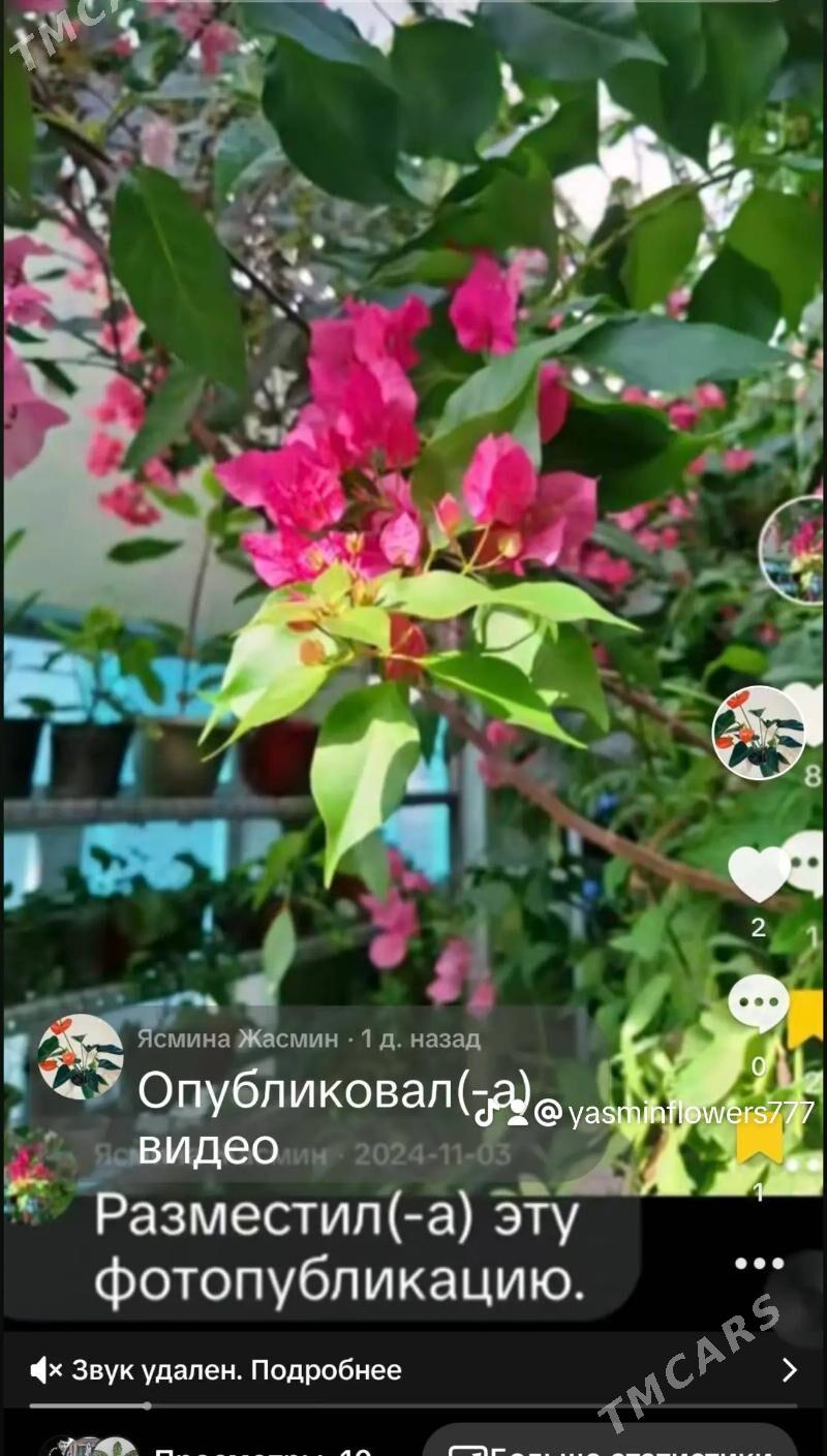 Oy gulleri - Aşgabat - img 3