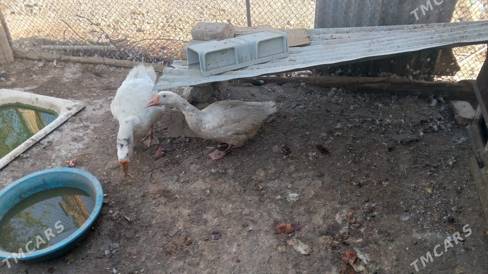 Gus par - Багир - img 3