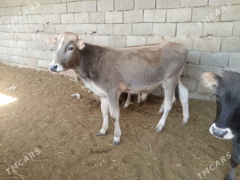 3 öküzçe - Gyzylarbat - img 3