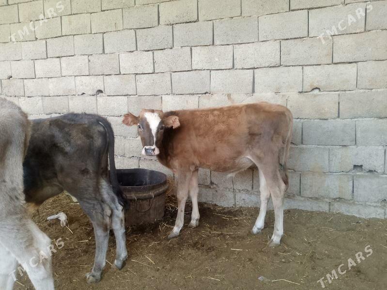 3 öküzçe - Gyzylarbat - img 5