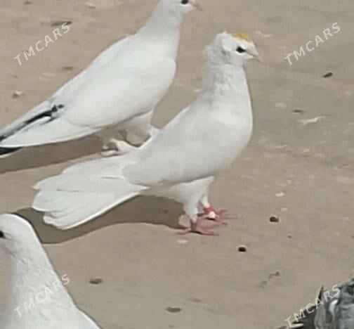 kepderi - Çoganly - img 2