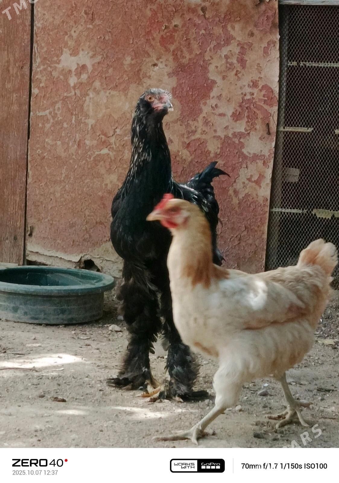 Brama horaz - Balkanabat - img 2