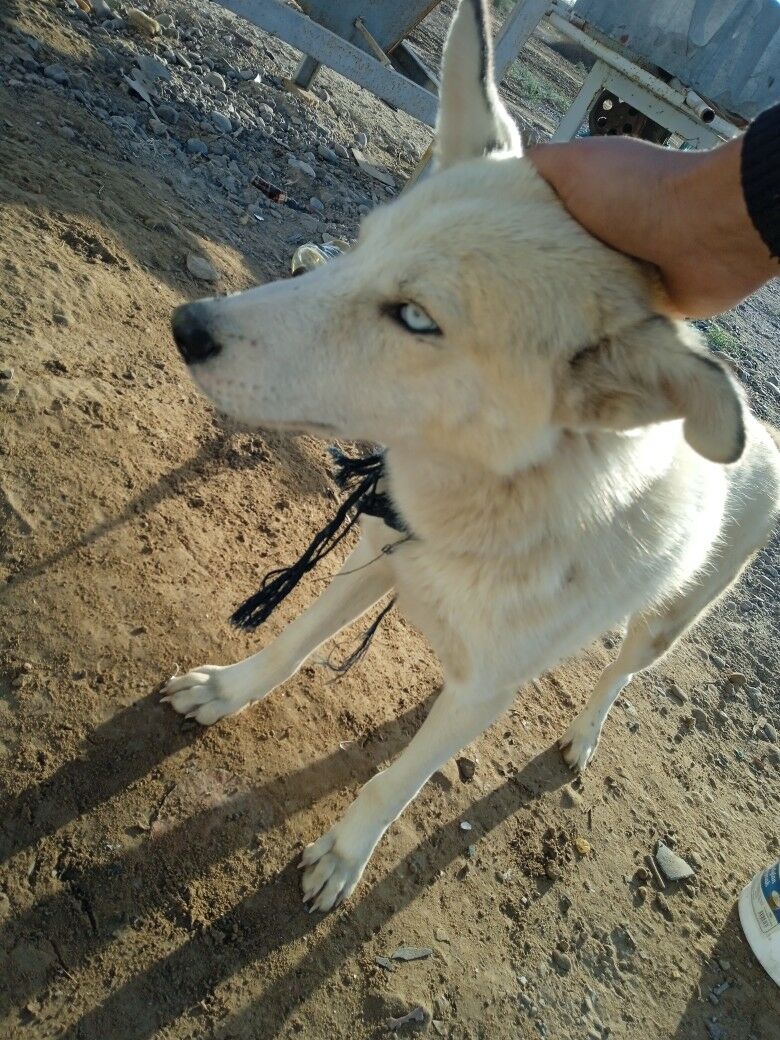 Haiski - Murgap - img 2