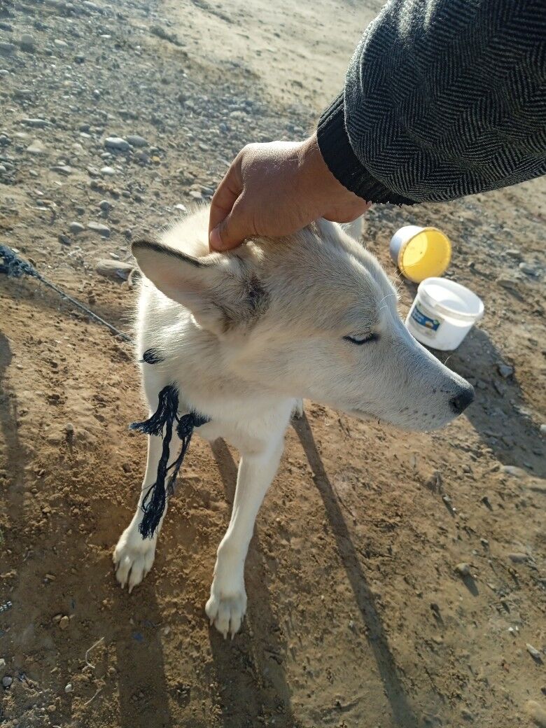 Haiski - Murgap - img 3