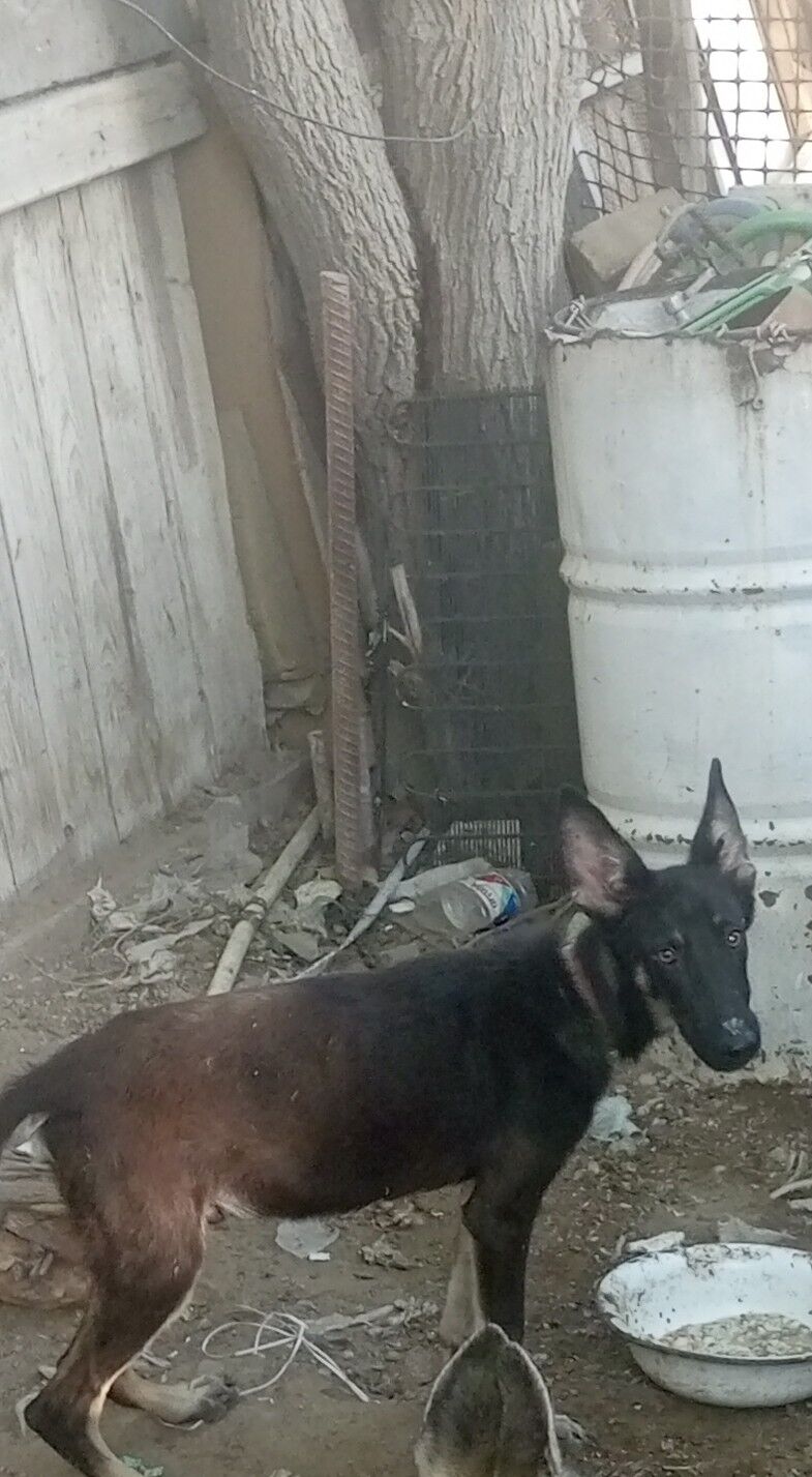 собаки чистокровные - Balkanabat - img 3