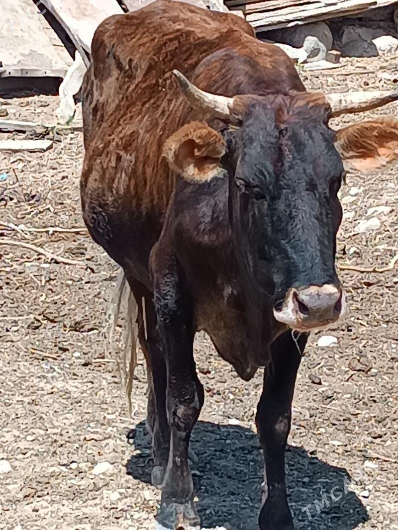 Sygyr. - Балканабат - img 3