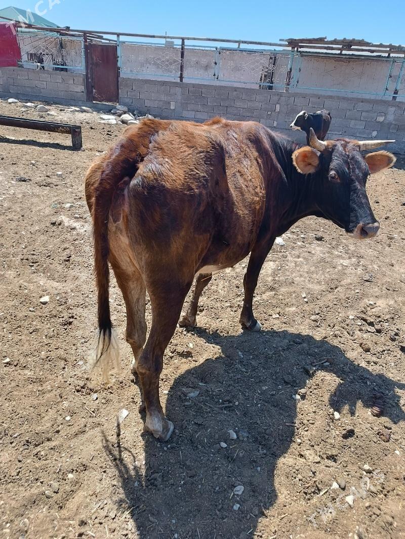 Sygyr. - Балканабат - img 2