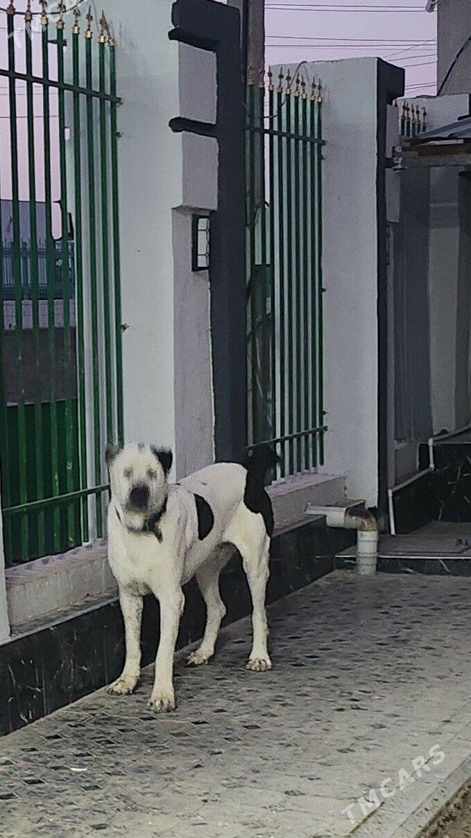 Alabay - Анев - img 2