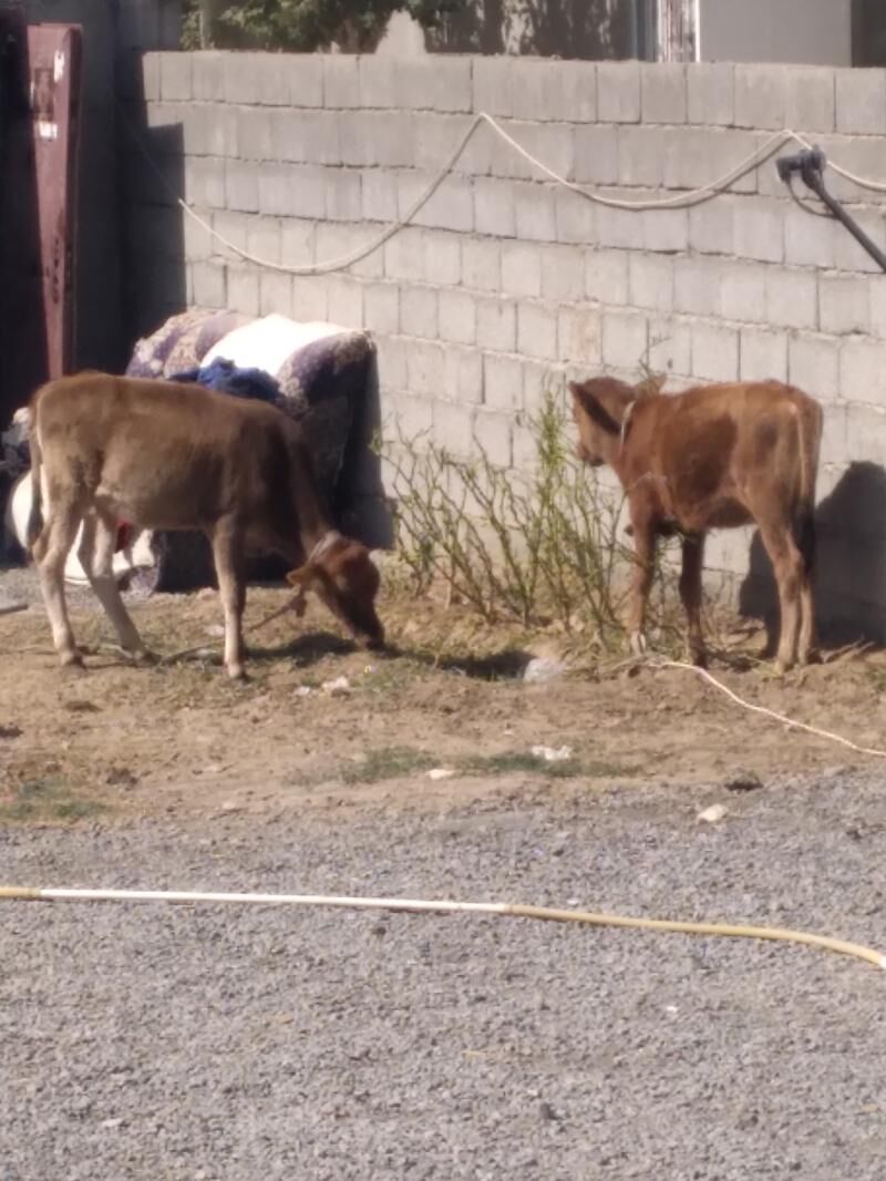 göle - Büzmeýin - img 2
