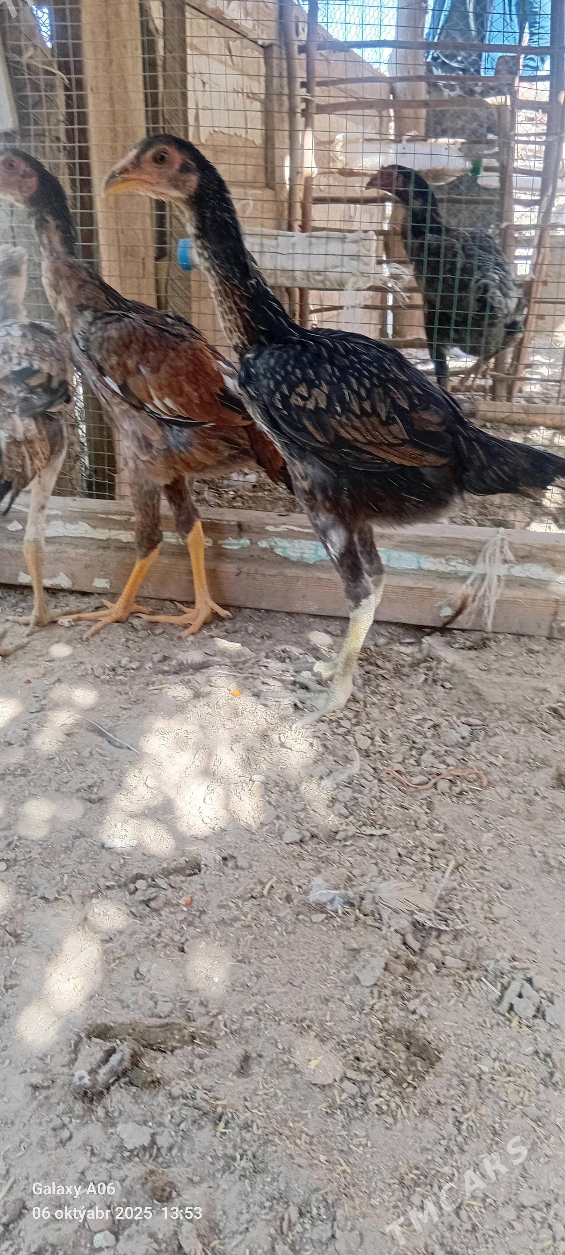Özbek Jüýjeler - Saýat - img 2