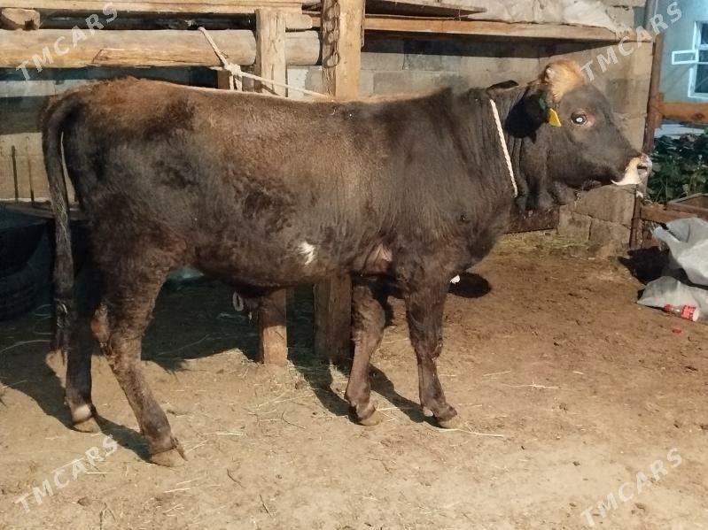 TOHUM OKUZ - Çoganly - img 2