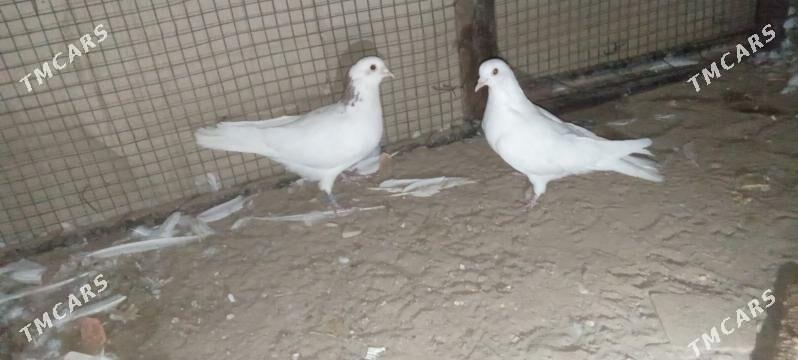 kepderi - Garagum etraby - img 3