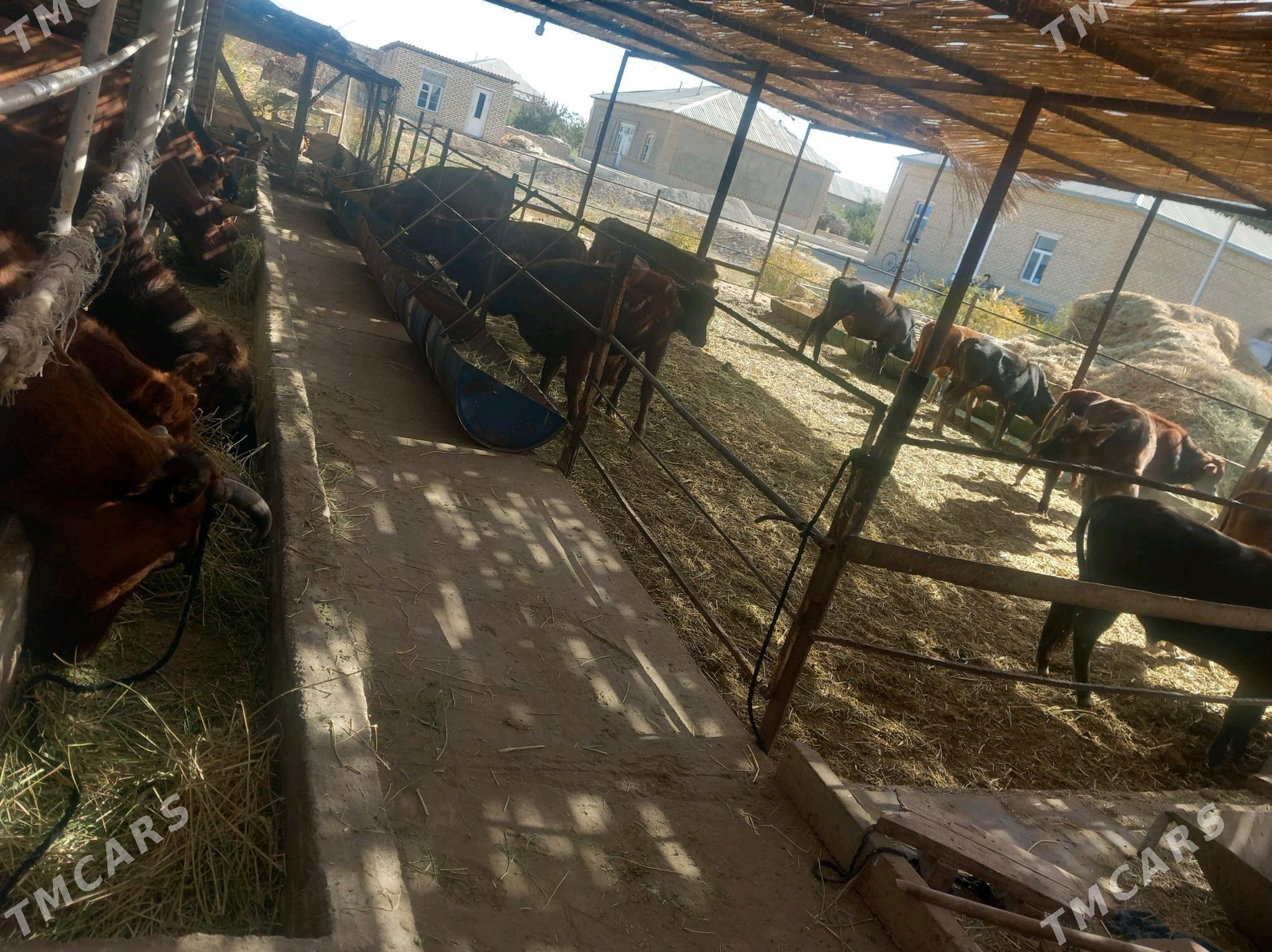 öküzler ve sygyrlar - Mary - img 3