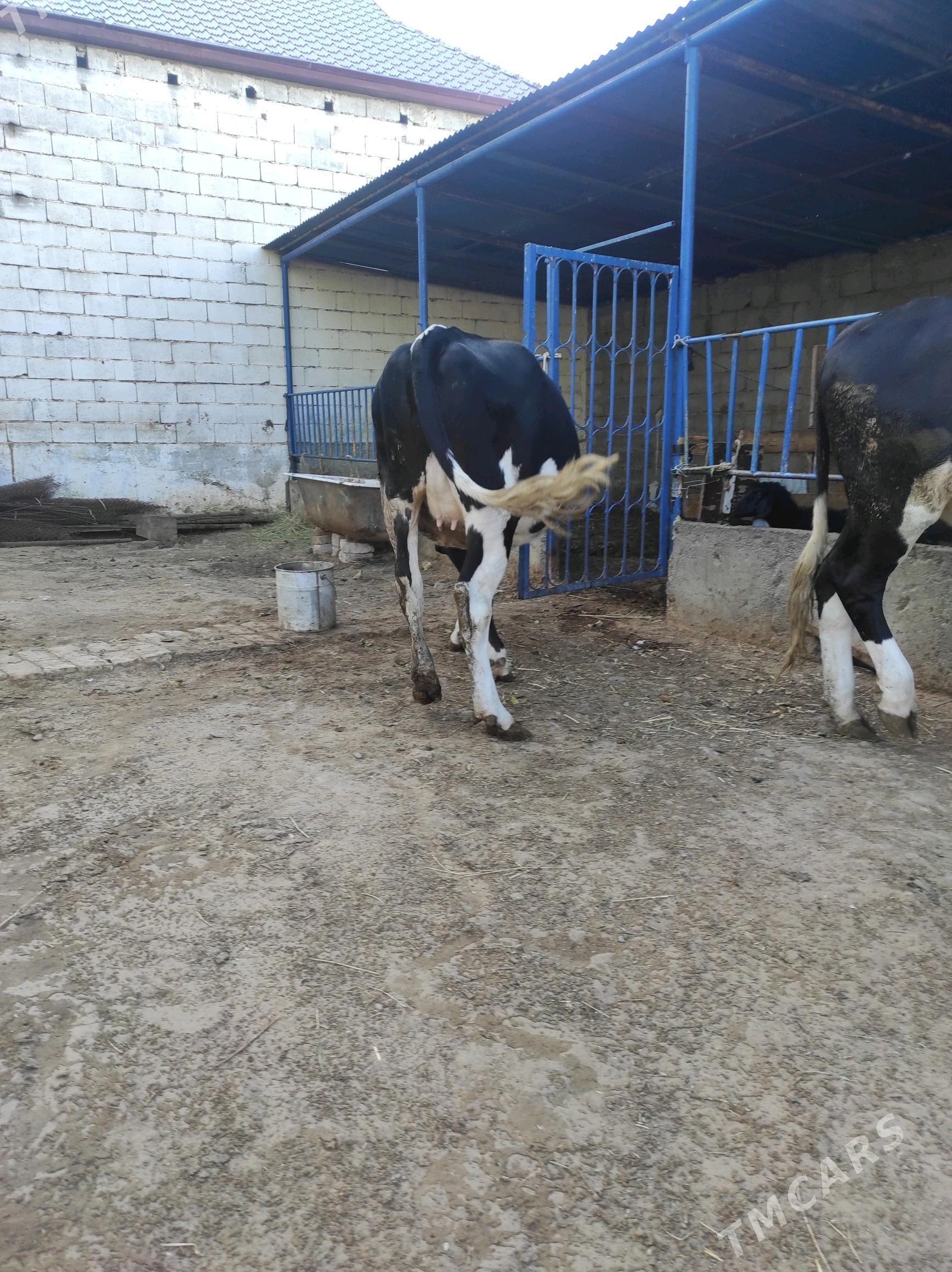 ALA TUWE - Çoganly - img 3
