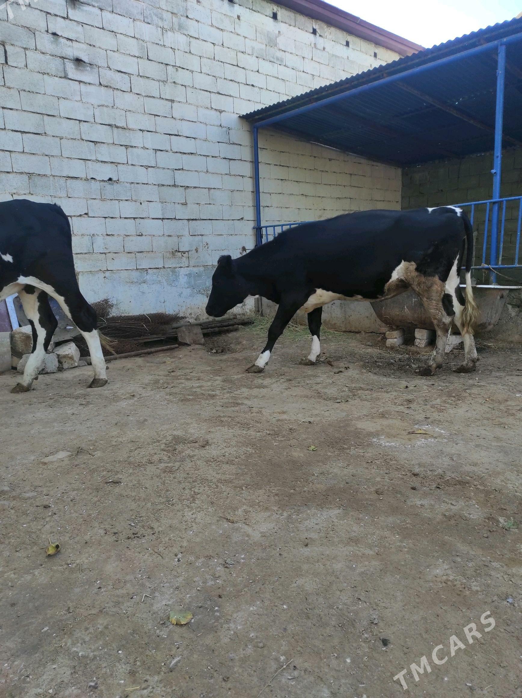 ALA TUWE - Çoganly - img 2