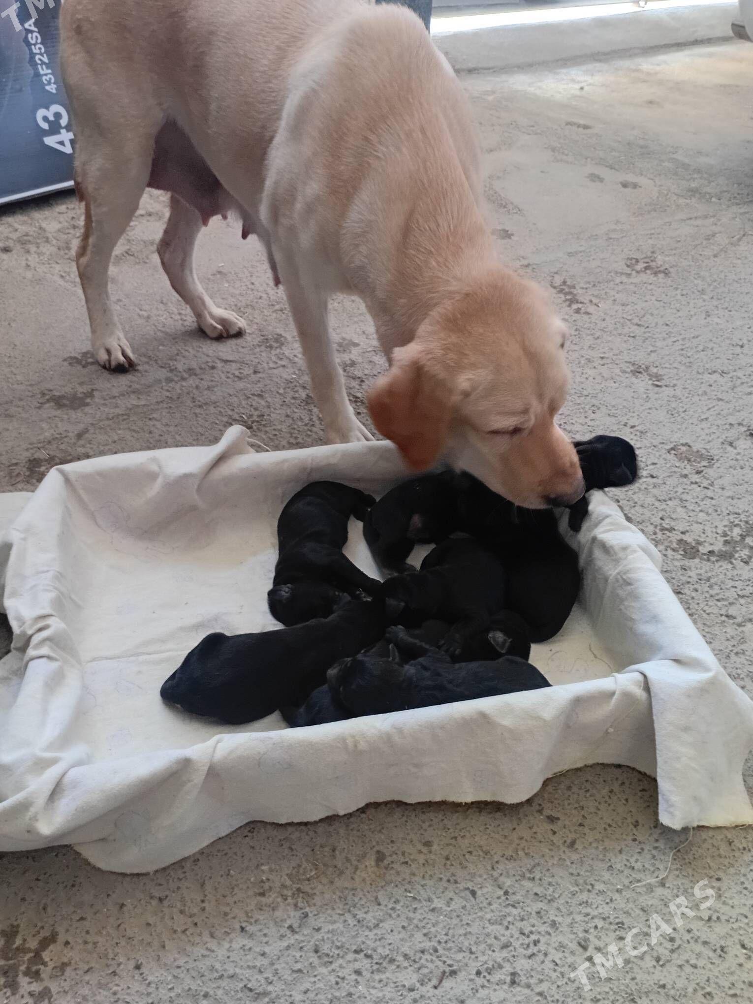 щенки ЛАБРАДОРА - Türkmenabat - img 2