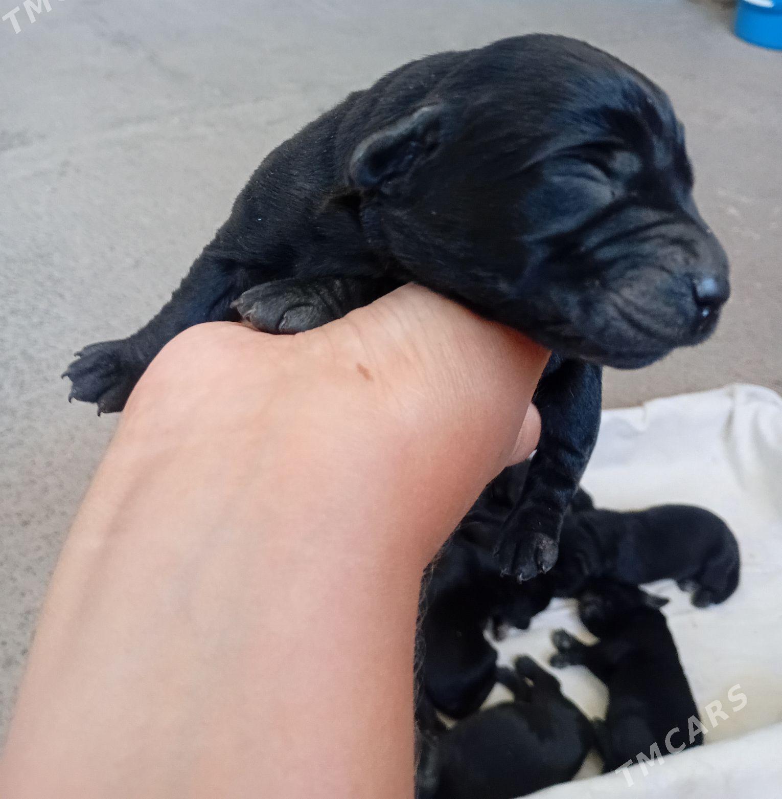 щенки ЛАБРАДОРА - Türkmenabat - img 3