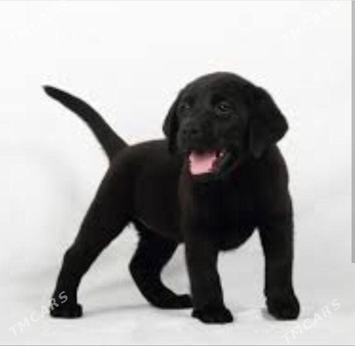 щенки ЛАБРАДОРА - Türkmenabat - img 4