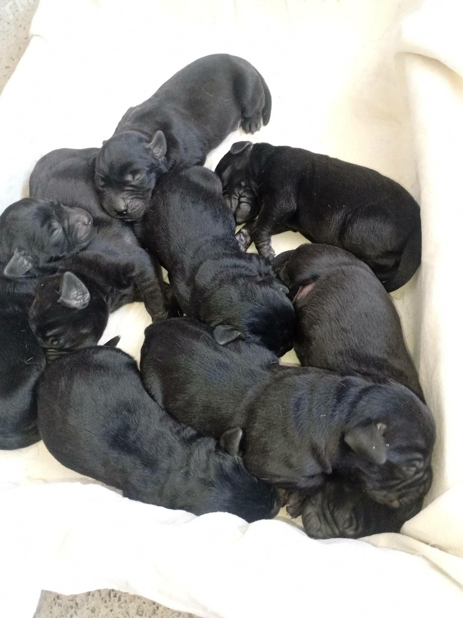 щенки ЛАБРАДОРА - Türkmenabat - img 1