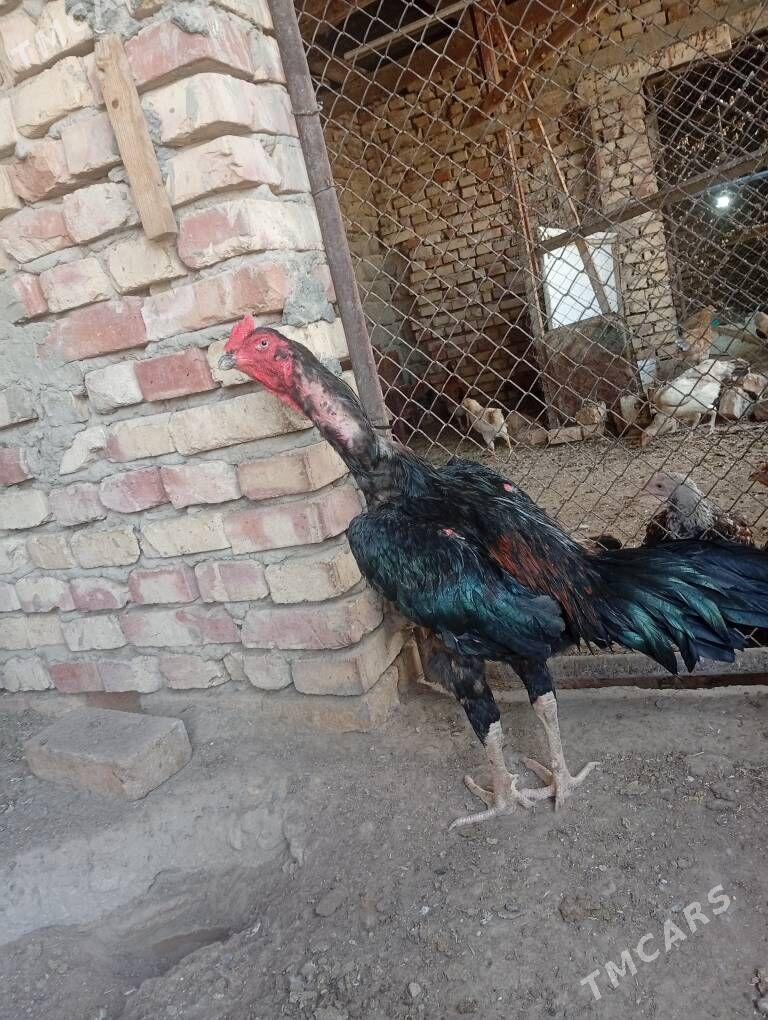 Taşkent - Гёкдепе - img 2