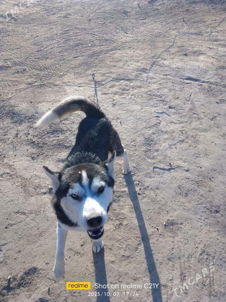 Haski (sibiriski layka) - Туркменабат - img 1