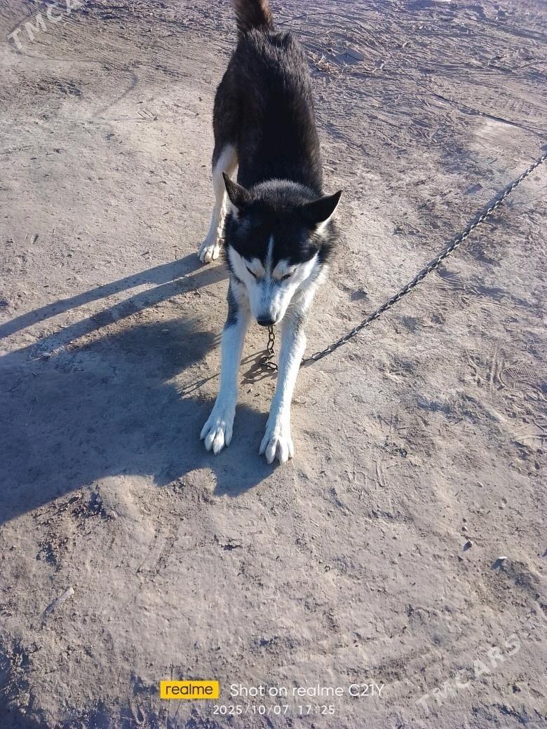 Haski (sibiriski layka) - Туркменабат - img 4