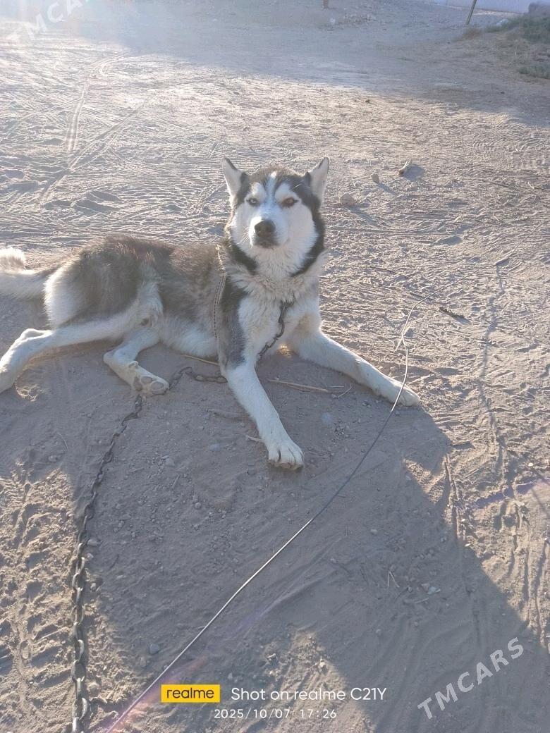 Haski (sibiriski layka) - Туркменабат - img 5