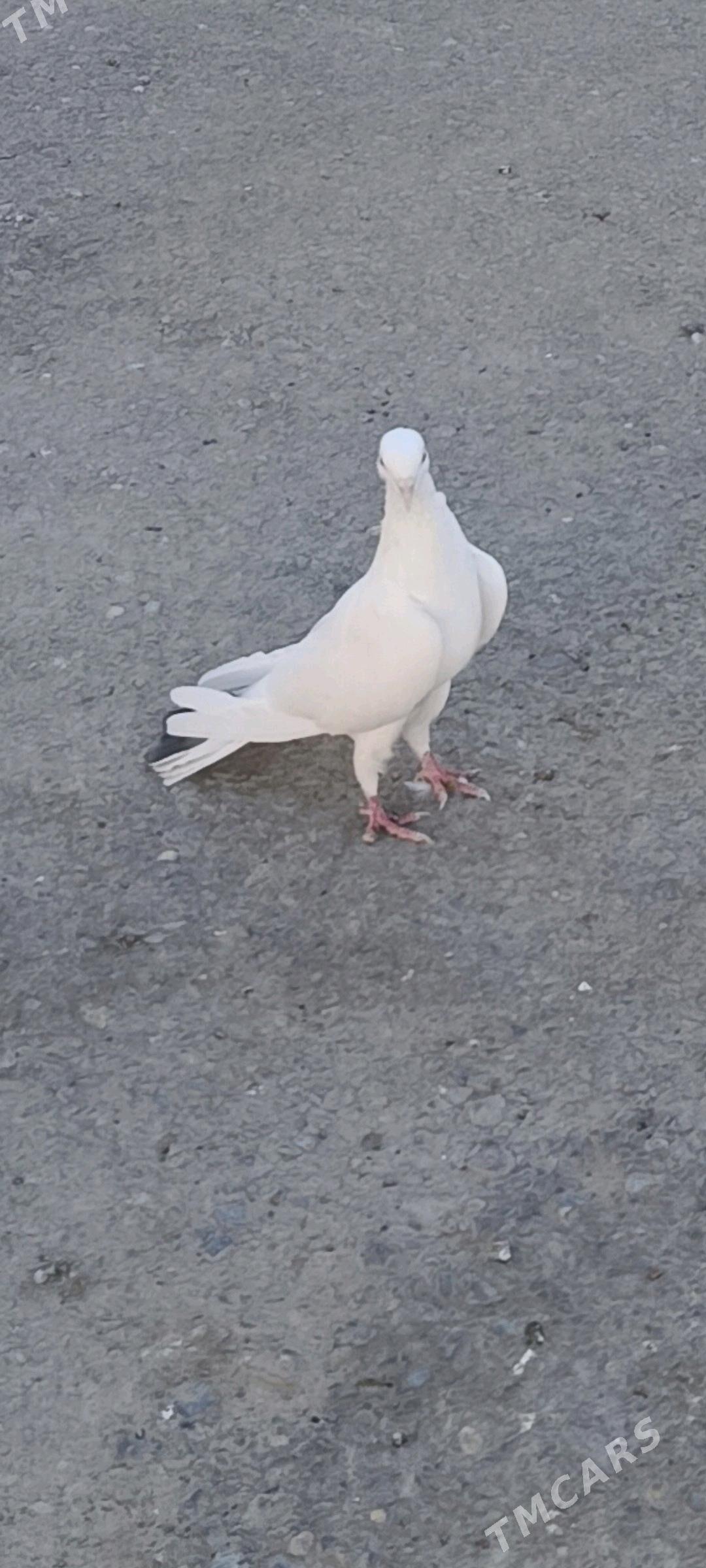 kepderi - Gyzylarbat - img 2