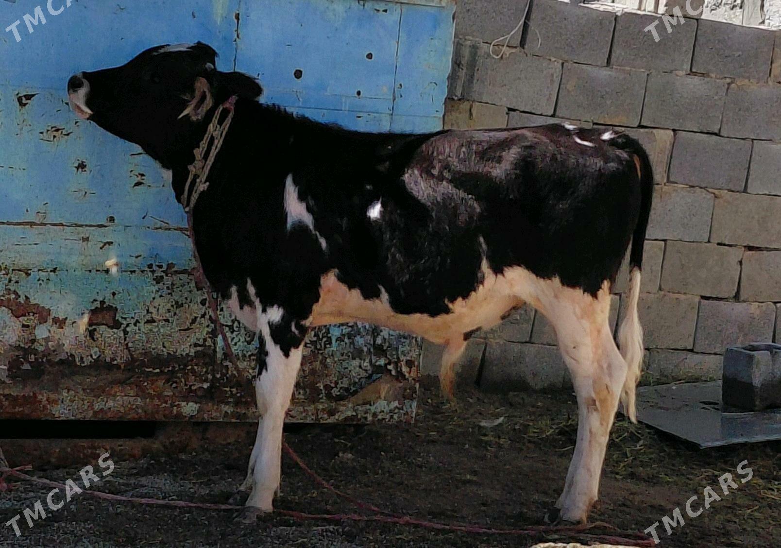 öküzçe - Чоганлы - img 2