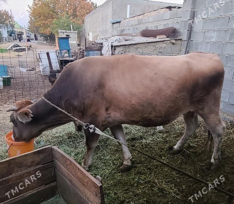 bakylan sygyr - Büzmeýin - img 2