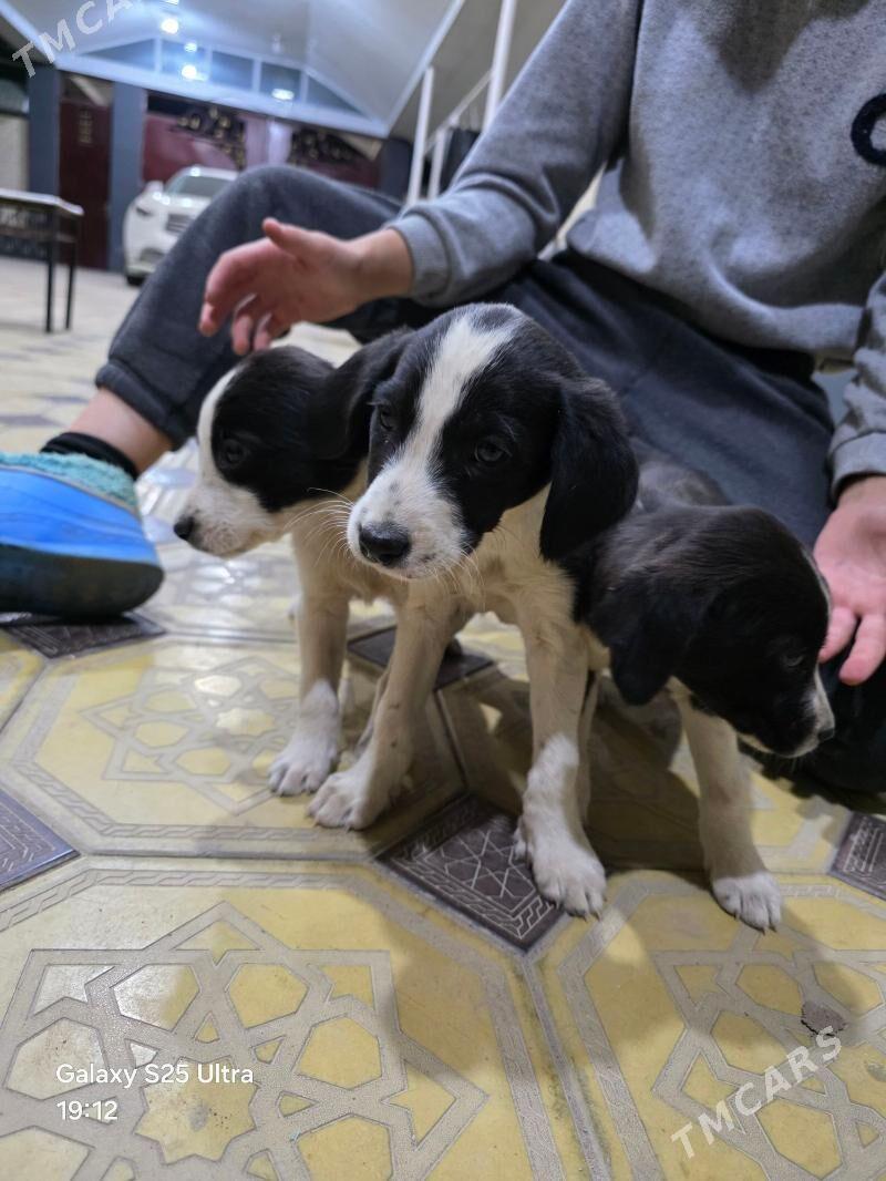 it.собака - Чарджоу - img 3