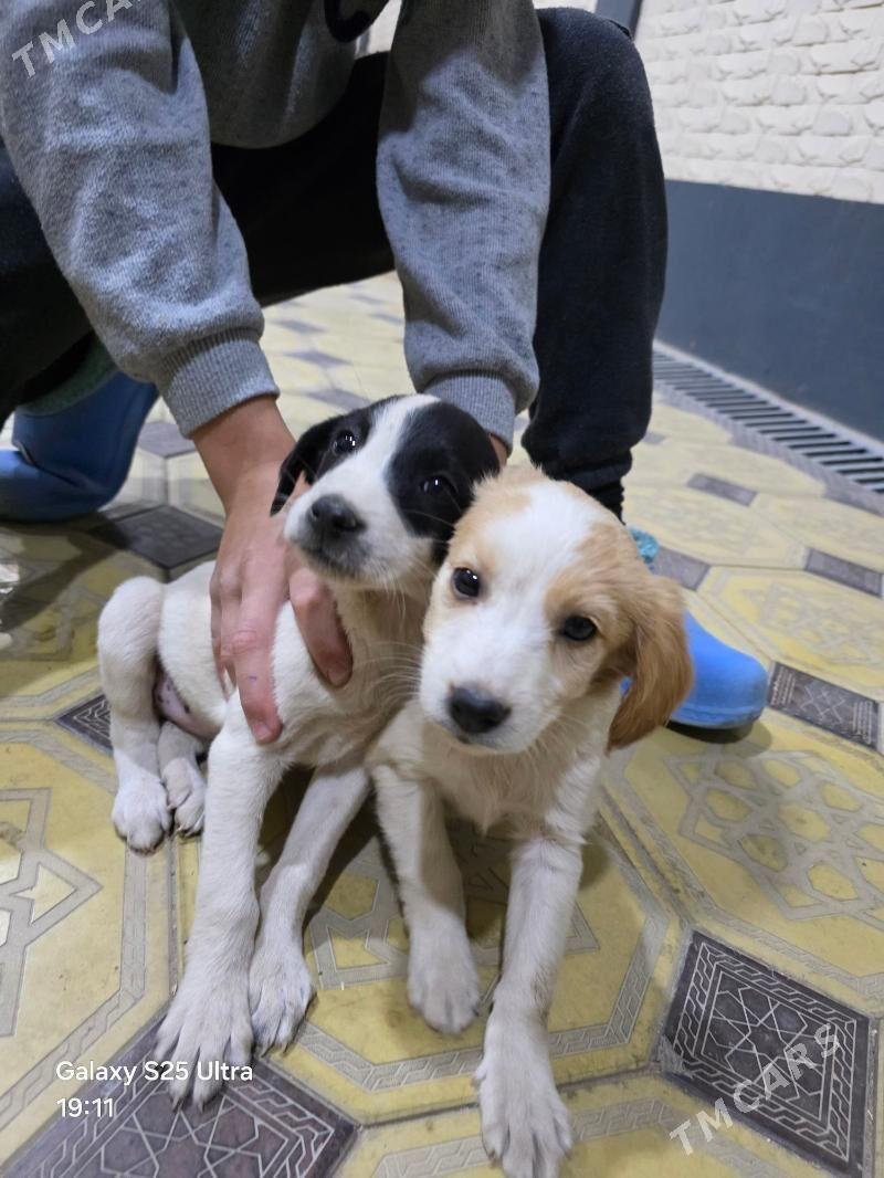 it.собака - Чарджоу - img 2