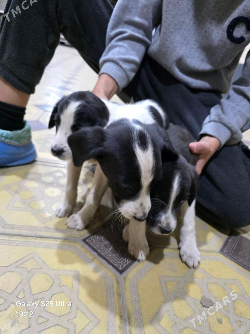 it.собака - Чарджоу - img 4