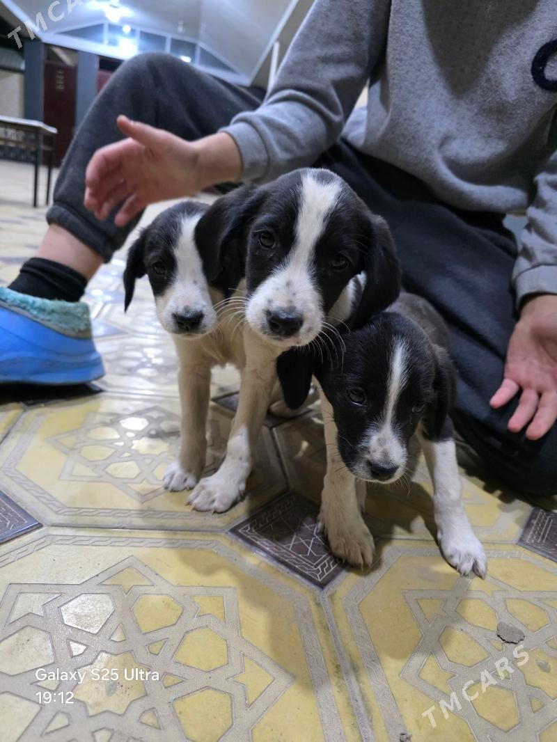 it.собака - Чарджоу - img 5