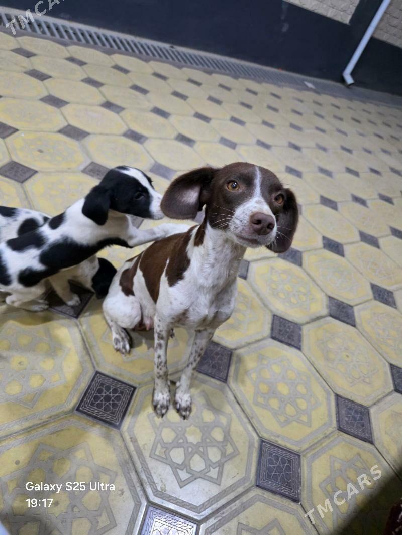 it.собака - Чарджоу - img 6