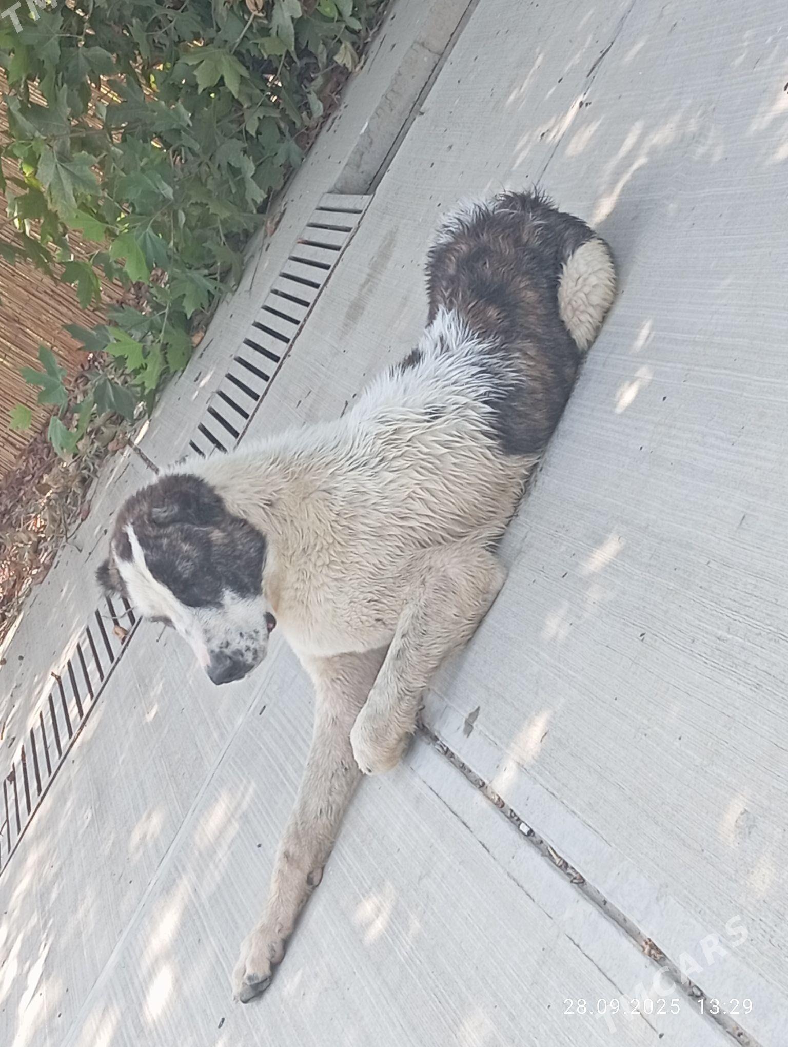 Gaplan - Гёкдепе - img 3