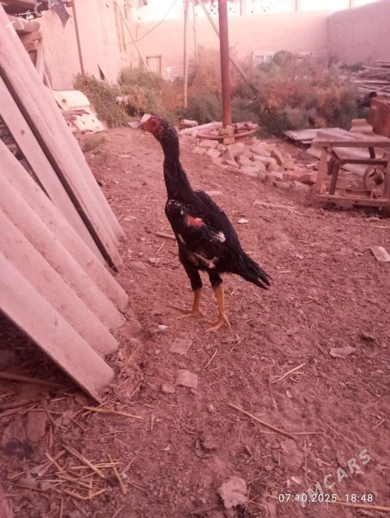 horaz - Akdepe - img 2