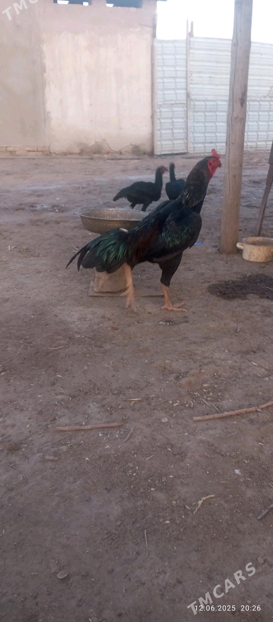 horaz - Akdepe - img 3