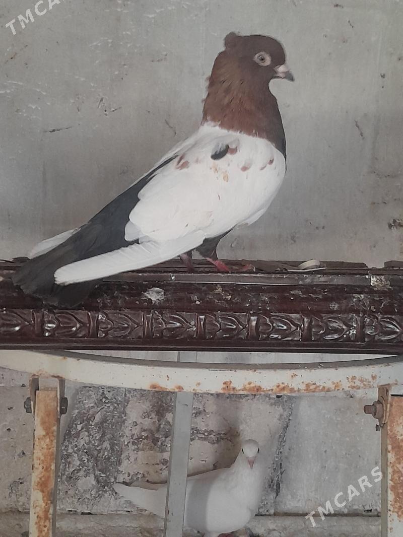 Kepderi - Mary - img 3