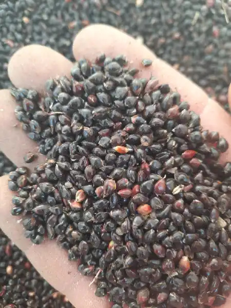 Mäş arpa jöwen künji - Дашогуз - img 2